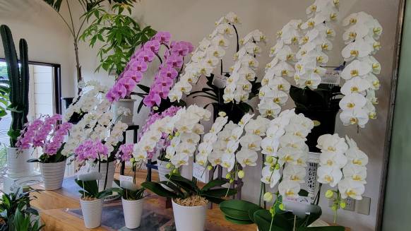 「クラモト花店」　（福岡県田川郡福智町）の花屋店舗写真3